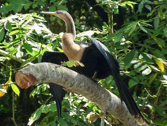 Anhinga anhinga, anhinga americká