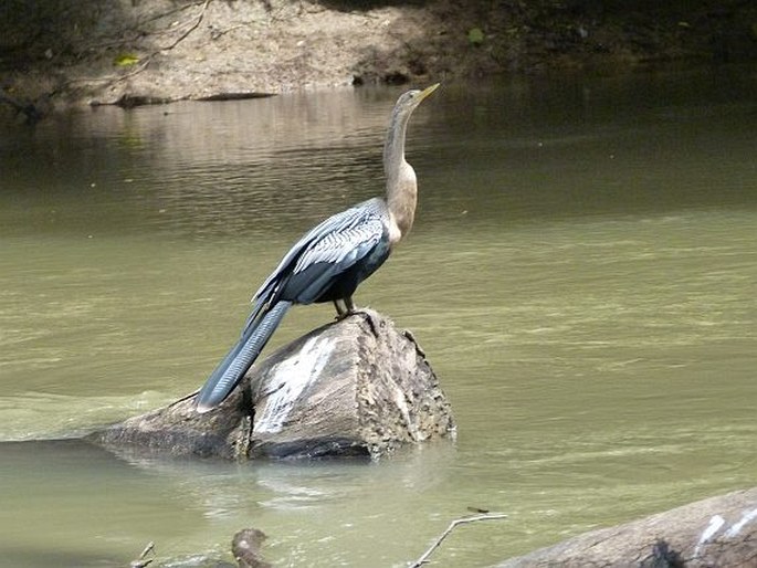 Anhinga anhinga, anhinga americká