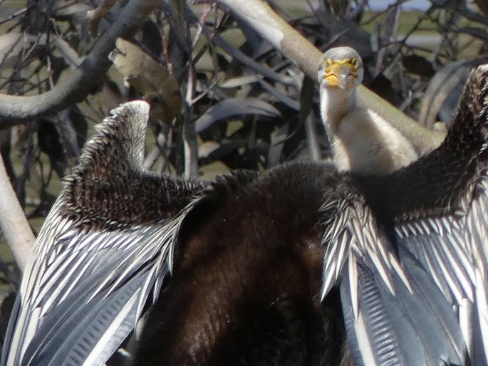 Anhinga novaehollandiae, anhinga australská