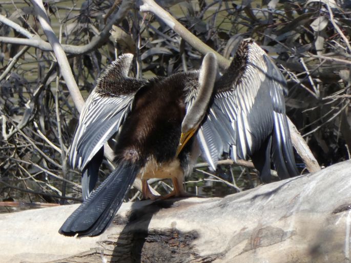 Anhinga novaehollandiae, anhinga australská