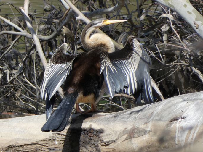 Anhinga novaehollandiae, anhinga australská