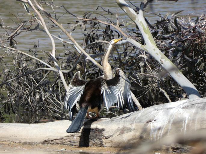 Anhinga novaehollandiae, anhinga australská