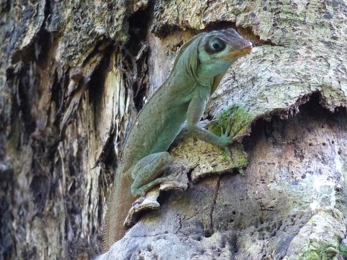 Anolis richardii, anolis Richardův