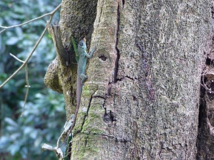 Anolis richardii, anolis Richardův