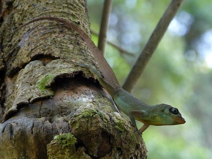 Anolis richardii, anolis Richardův