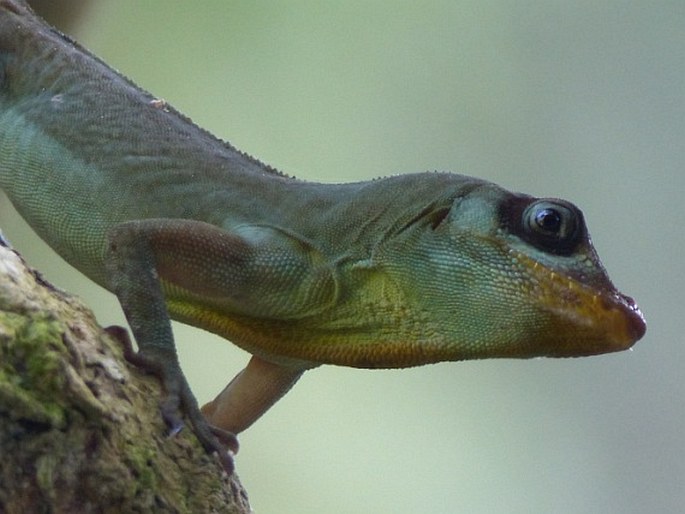 Anolis richardii, anolis Richardův