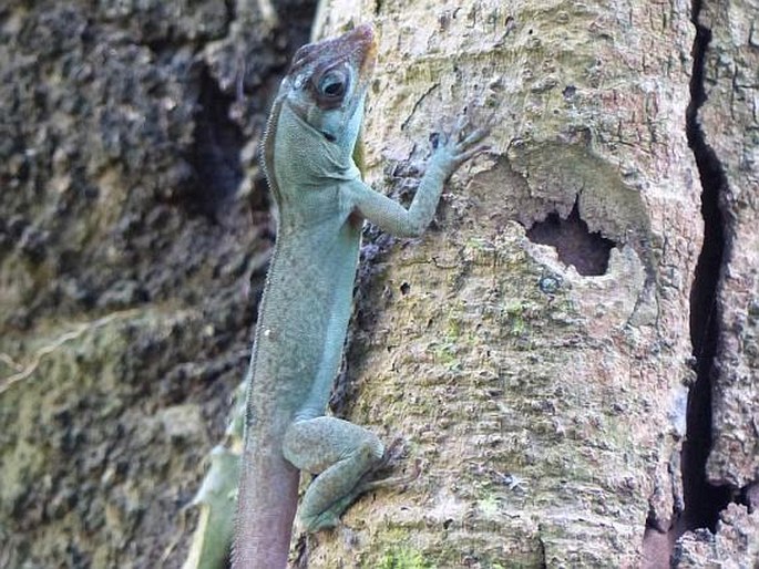 Anolis richardii, anolis Richardův