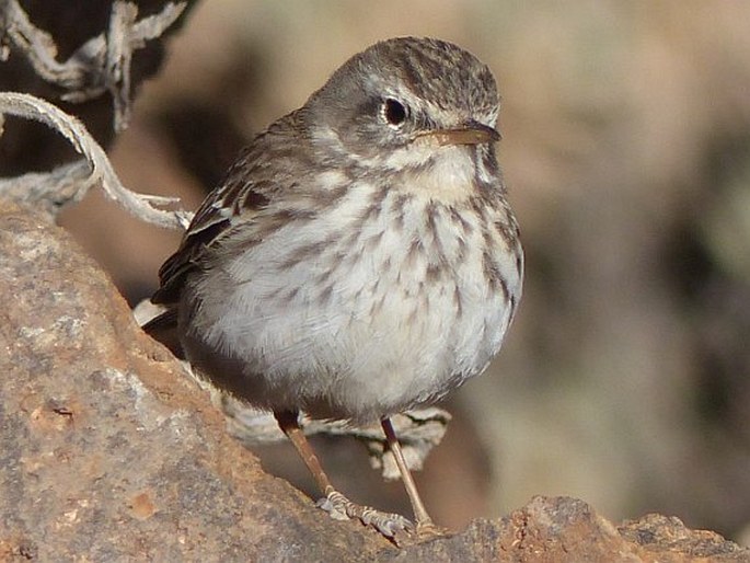 Anthus berthelotii, linduška kanárská