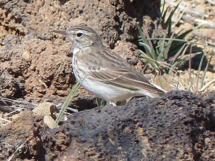 Anthus berthelotii, linduška kanárská