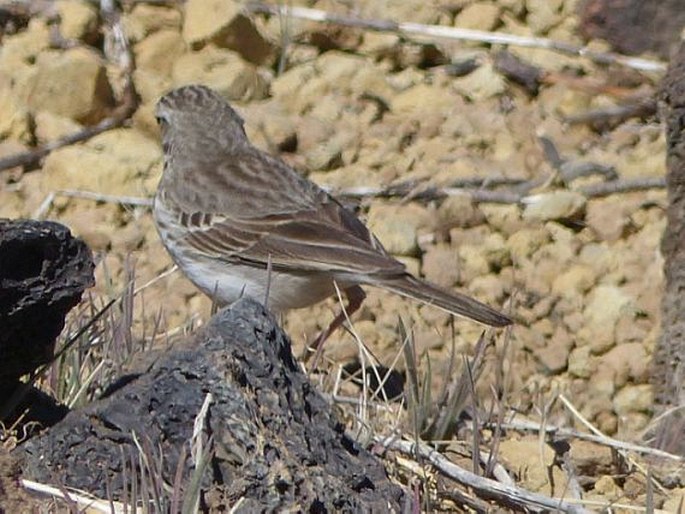 Anthus berthelotii, linduška kanárská