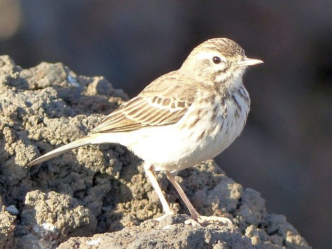 Anthus berthelotii, linduška kanárská