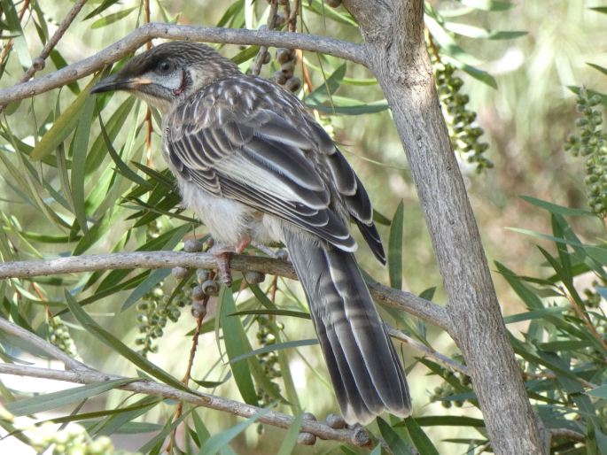 Anthochaera carunculata, laločnatka jihoaustralská