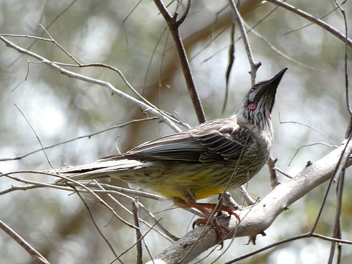 Anthochaera carunculata, laločnatka jihoaustralská