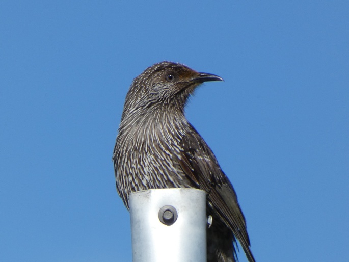 Anthochaera chrysoptera, laločnatka malá