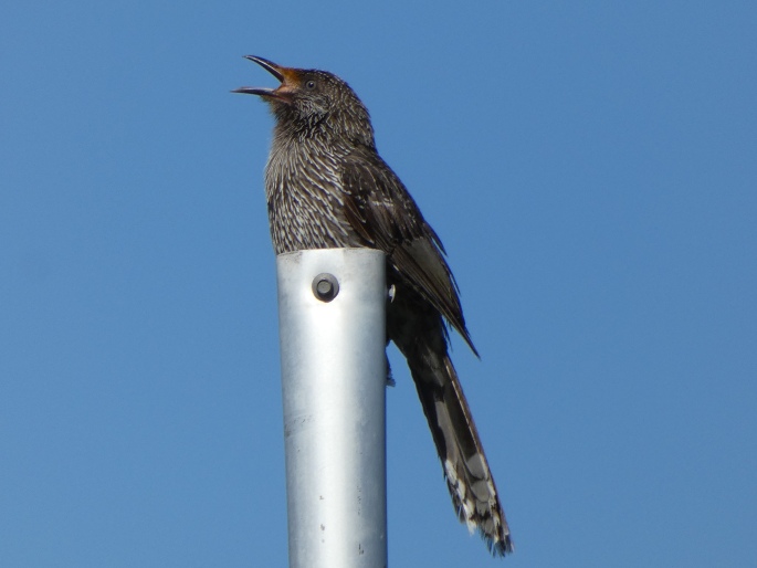 Anthochaera chrysoptera, laločnatka malá