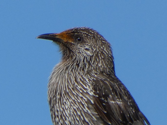 Anthochaera chrysoptera, laločnatka malá