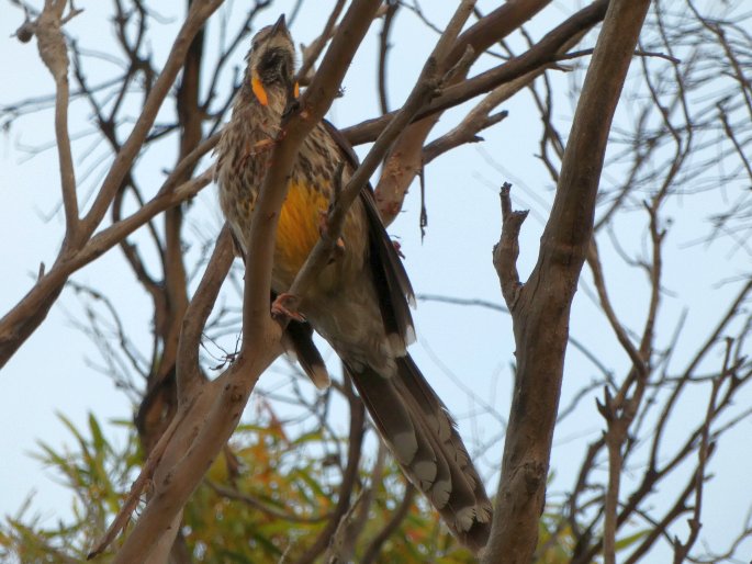 Anthochaera paradoxa, laločnatka tasmánská