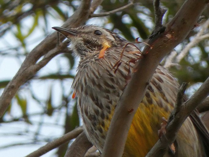 Anthochaera paradoxa, laločnatka tasmánská