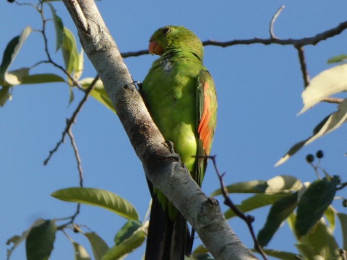 Aprosmictus erythropterus subsp. coccineopterus, papoušek červenokřídlý karmínový