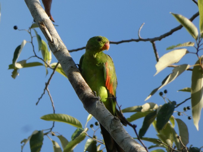 Aprosmictus erythropterus subsp. coccineopterus, papoušek červenokřídlý karmínový