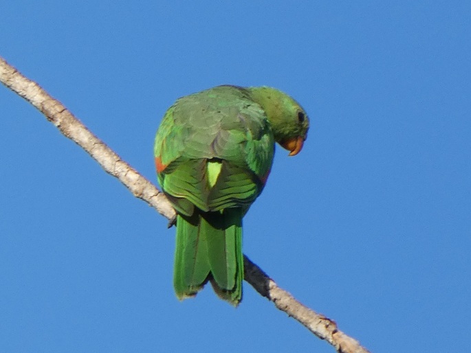 Aprosmictus erythropterus subsp. coccineopterus, papoušek červenokřídlý karmínový