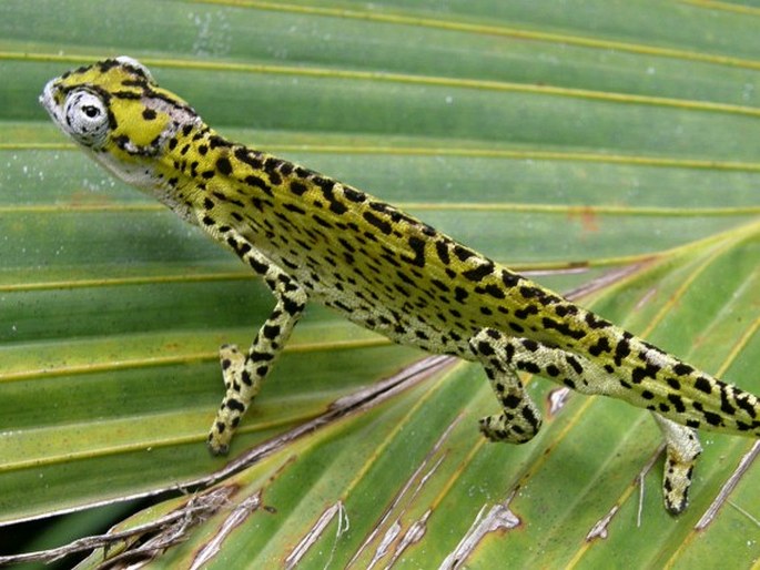 Archaius tigris, chameleon seychelský