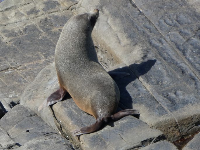 Arctocephalus forsteri, lachtan Forsterův