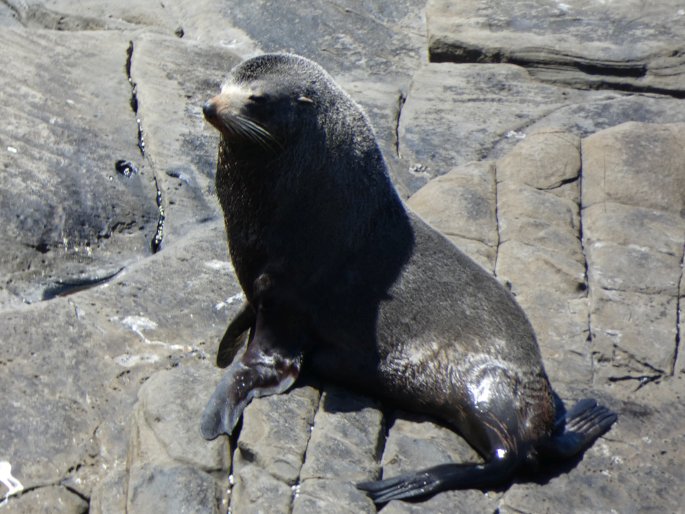 Arctocephalus forsteri, lachtan Forsterův