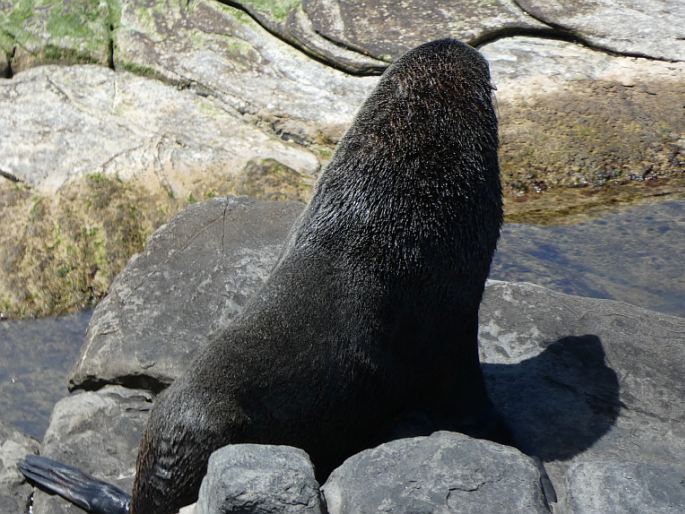 Arctocephalus forsteri, lachtan Forsterův