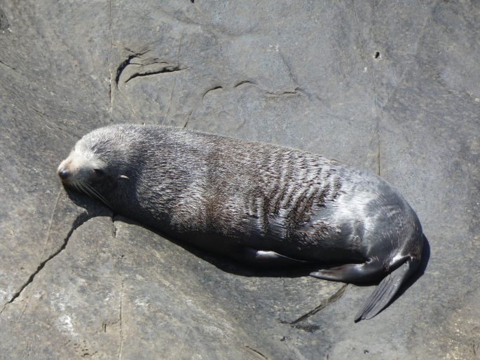 Arctocephalus forsteri, lachtan Forsterův