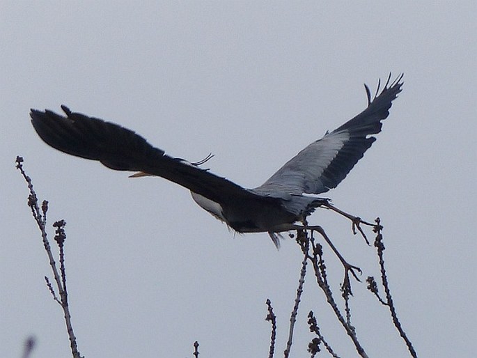 Ardea cinerea