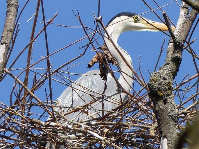 Ardea cinerea