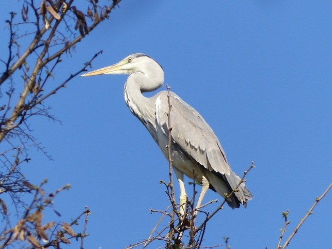 Ardea cinerea