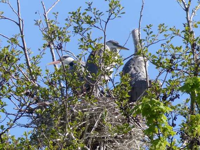 Ardea cinerea