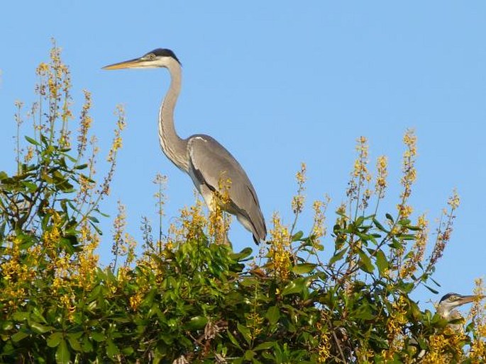 Ardea cocoi Linnaeus, 1766; volavka jihoamerická