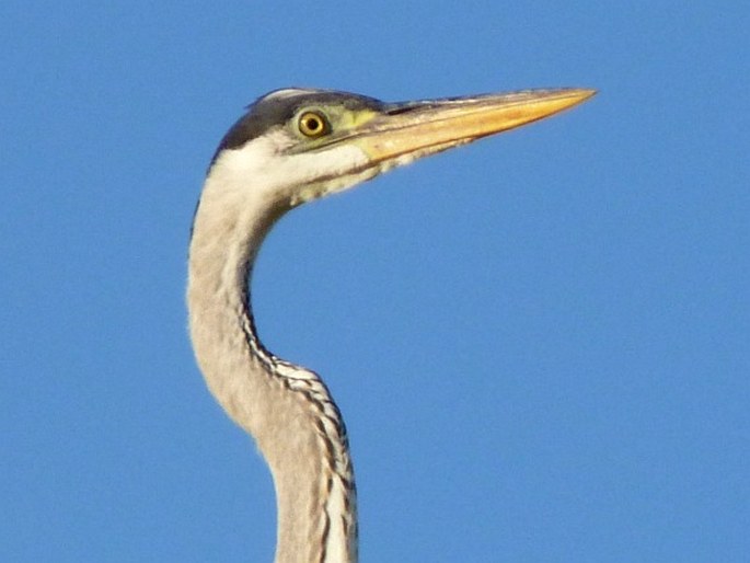 Ardea cocoi, volavka jihoamerická