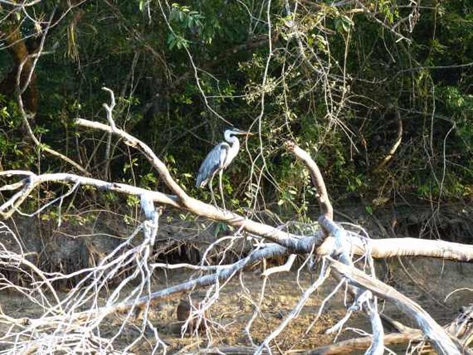 Ardea cocoi, volavka jihoamerická