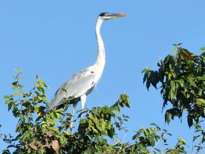 Ardea cocoi, volavka jihoamerická