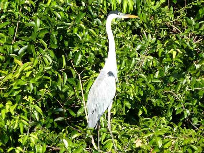 Ardea cocoi, volavka jihoamerická