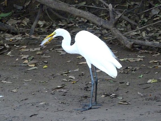 Ardea alba subsp. egretta, volavka bílá americká