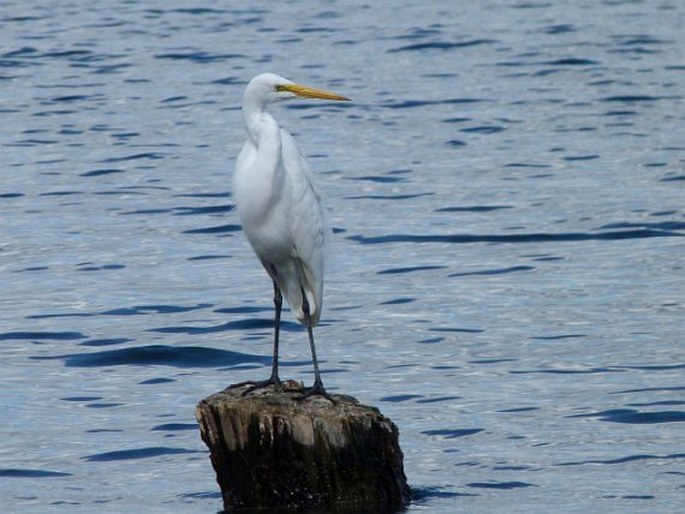 Ardea alba subsp. egretta, volavka bílá americká