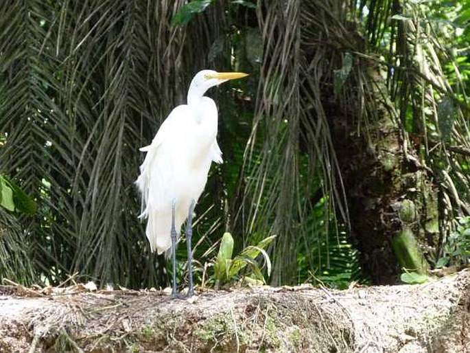 Ardea alba subsp. egretta, volavka bílá americká