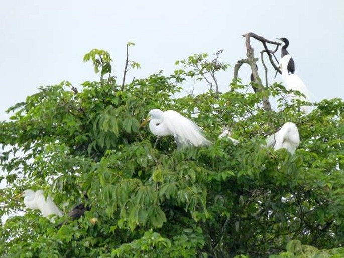 Ardea alba subsp. egretta, volavka bílá americká