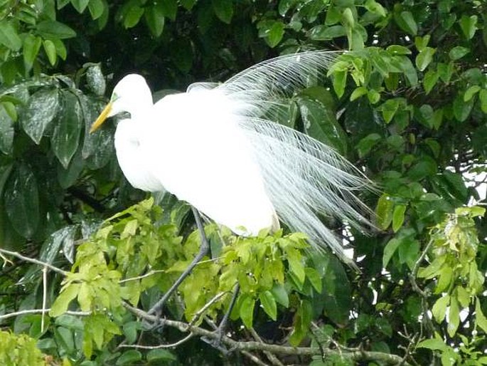 Ardea alba subsp. egretta, volavka bílá americká