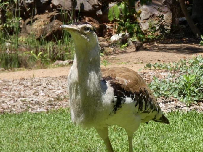 Ardeotis australis, drop australský