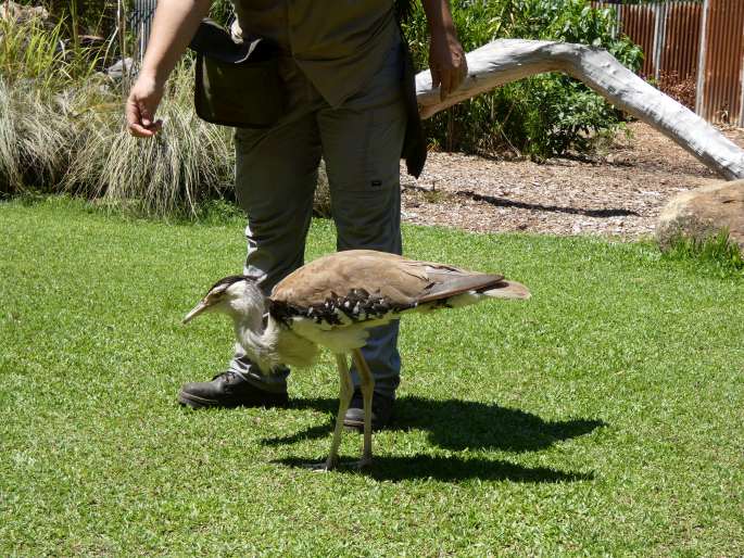 Ardeotis australis, drop australský