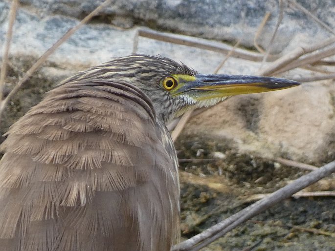 Ardeola grayii, volavka hnědohřbetá