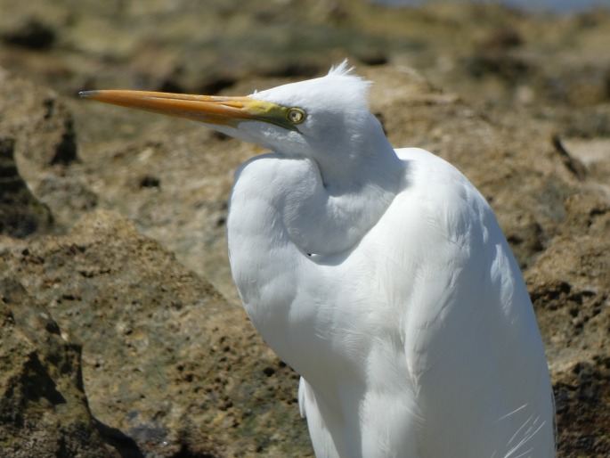 Ardea alba subsp. modesta, volavka bílá jihoasijská