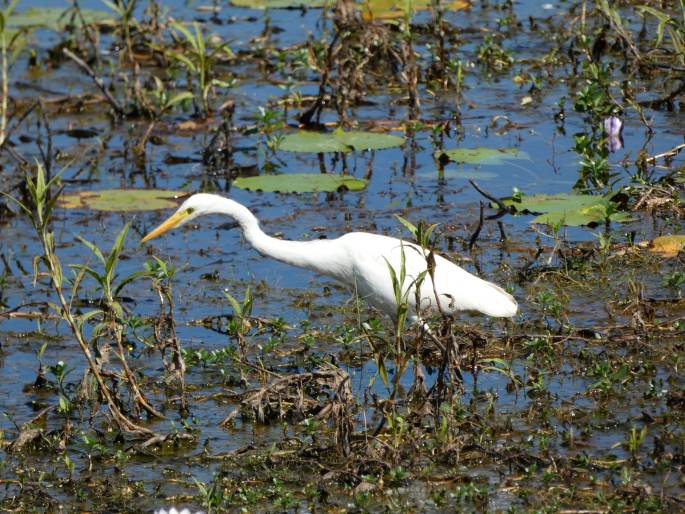 Ardea alba subsp. modesta, volavka bílá jihoasijská