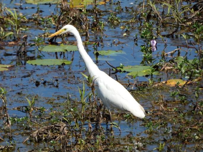 Ardea alba subsp. modesta, volavka bílá jihoasijská